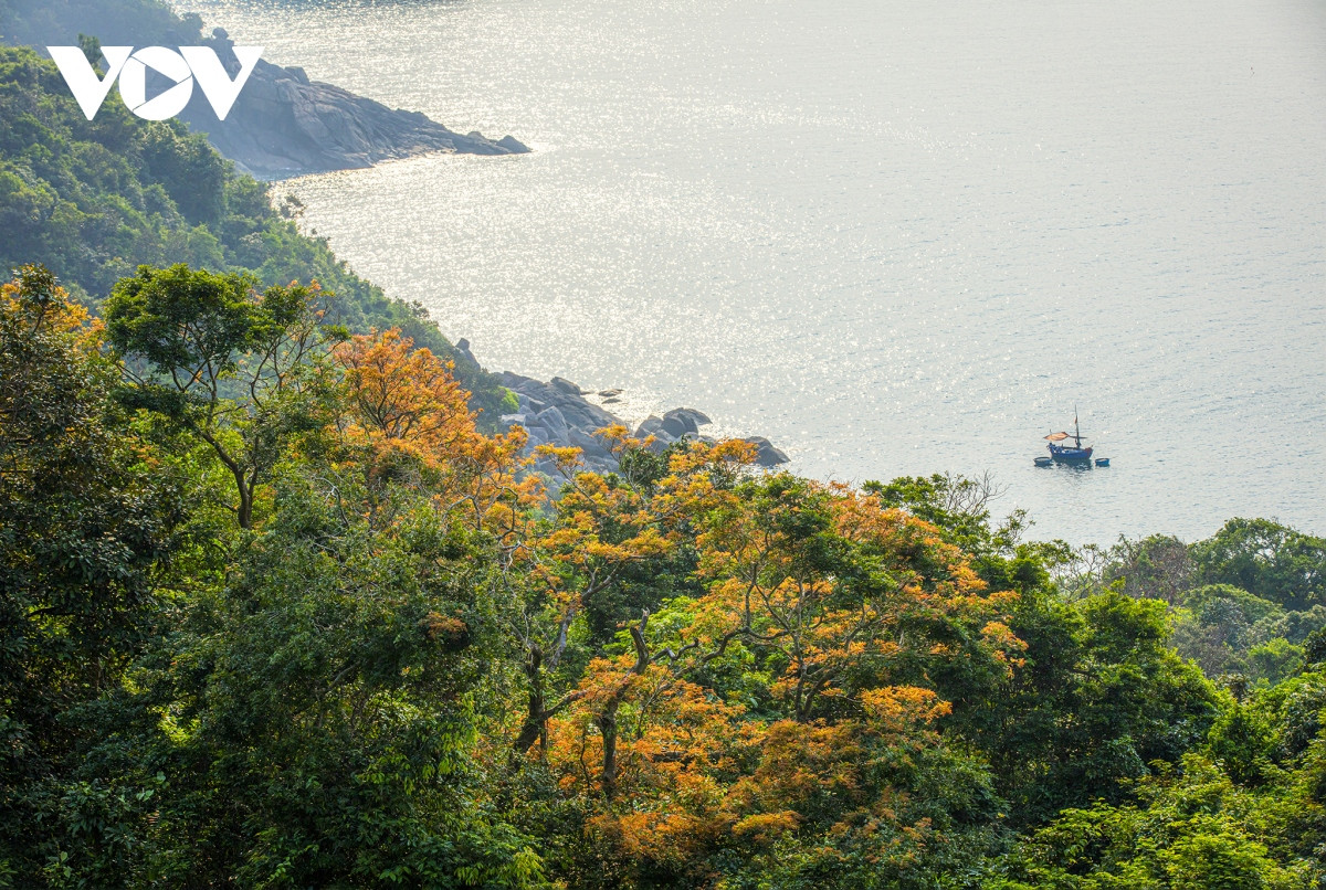 Những khoảnh khắc đẹp như tranh ở bán đảo Sơn Trà - Hình 9 Nhung khoanh khac dep nhu tranh o ban dao Son Tra-Hinh-9