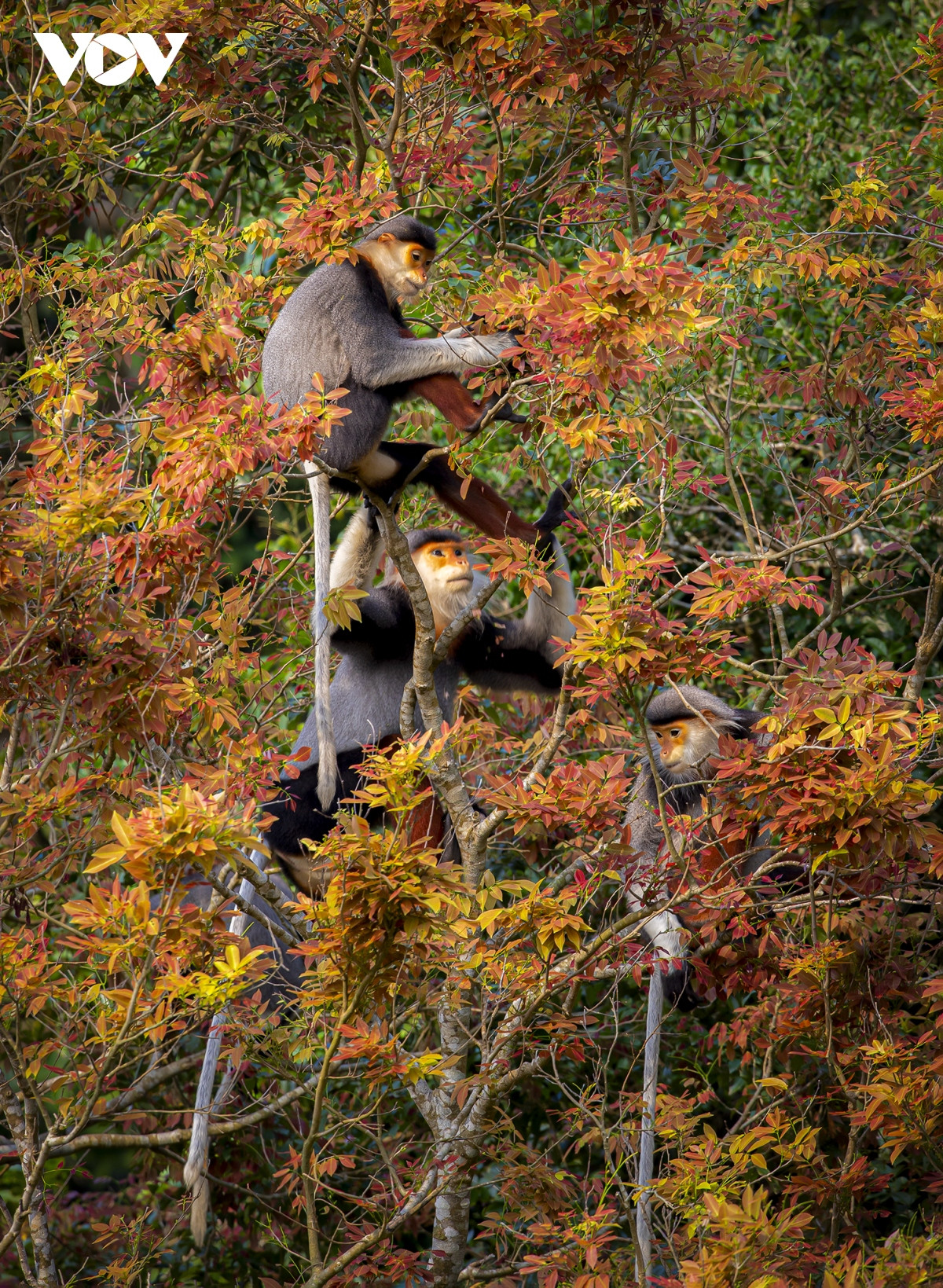Những khoảnh khắc đẹp như tranh ở bán đảo Sơn Trà - Hình 8 Nhung khoanh khac dep nhu tranh o ban dao Son Tra-Hinh-8