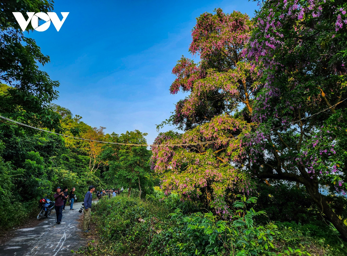 Những khoảnh khắc đẹp như tranh ở bán đảo Sơn Trà - Hình 20 Nhung khoanh khac dep nhu tranh o ban dao Son Tra-Hinh-20