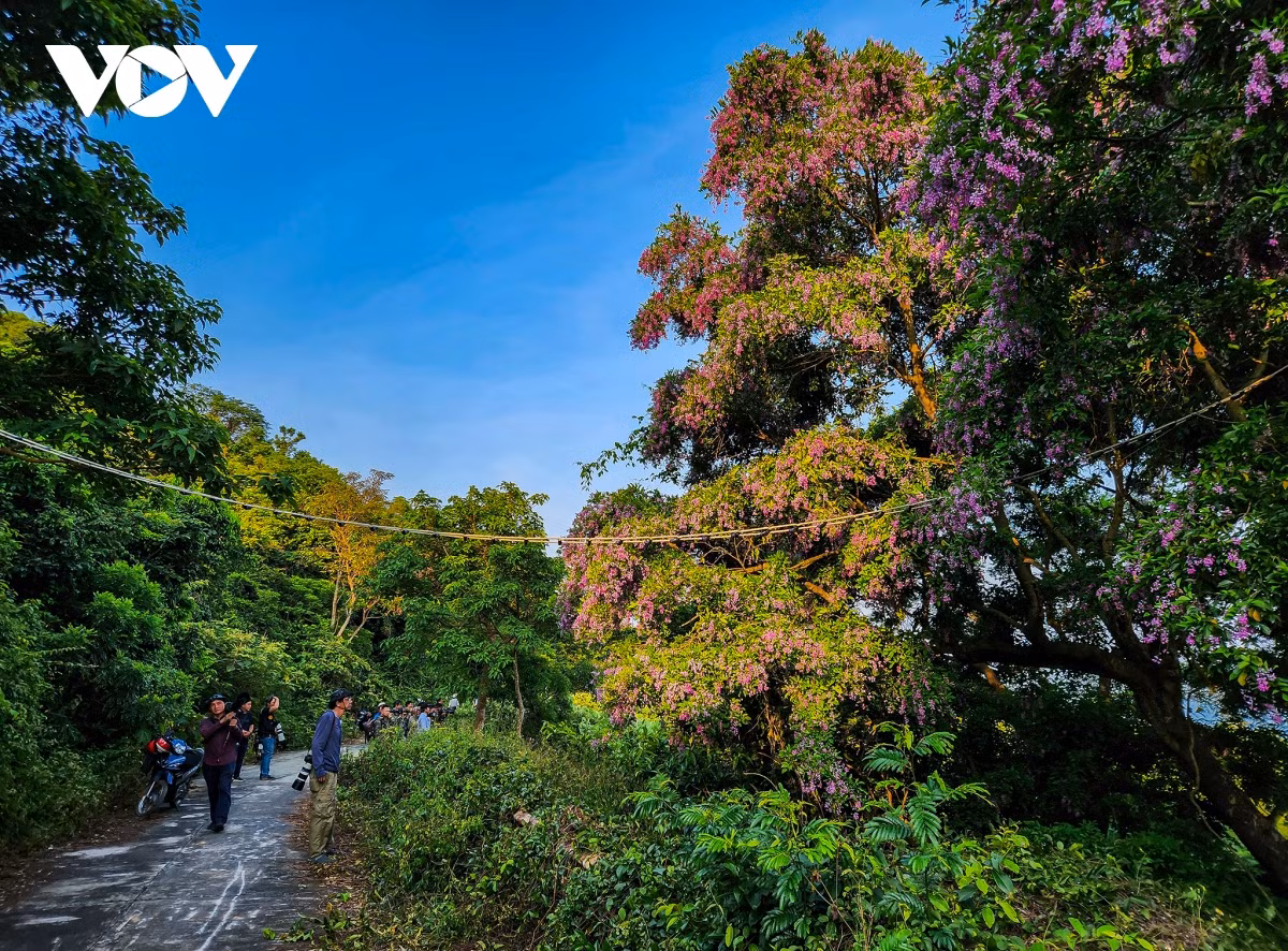 Nhung khoanh khac dep nhu tranh o ban dao Son Tra-Hinh-20