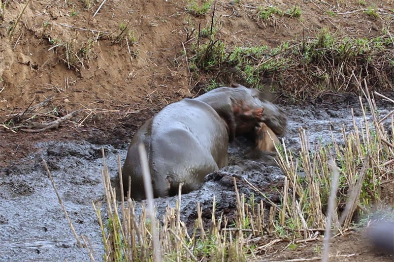 Video: Ron nguoi nhin canh ha ma tan sat linh duong