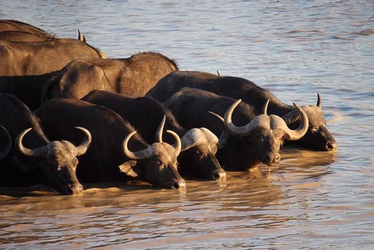 Họ không chọn cách sống tầm thường trong cả sự nghiệp lẫn cuộc sống. Cuối tháng 2 này, nhiều điều tốt đẹp sẽ xảy ra với con giáp tuổi Sửu.