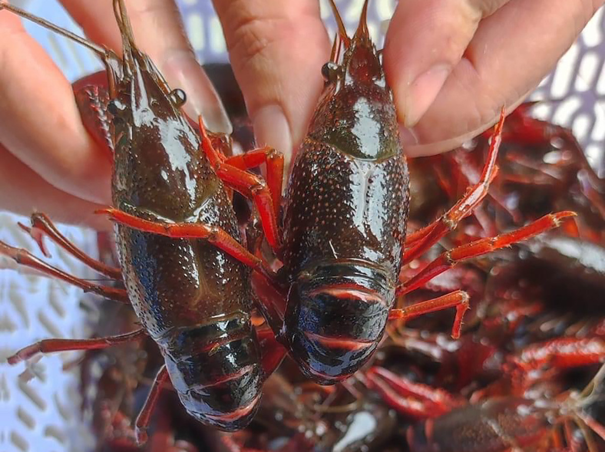 Hang cam, nguy hai tu Trung Quoc ship tan cua khach Viet chuong an-Hinh-3