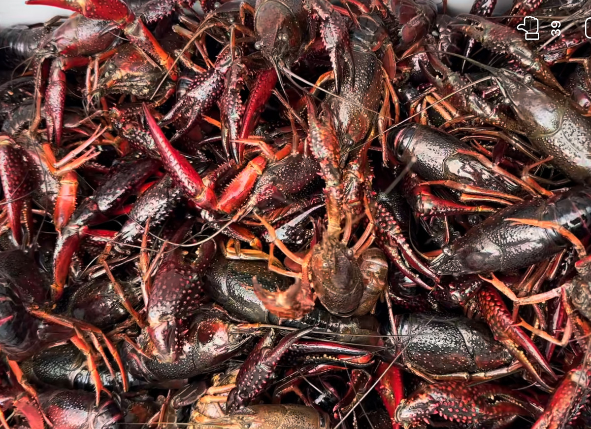 Hang cam, nguy hai tu Trung Quoc ship tan cua khach Viet chuong an