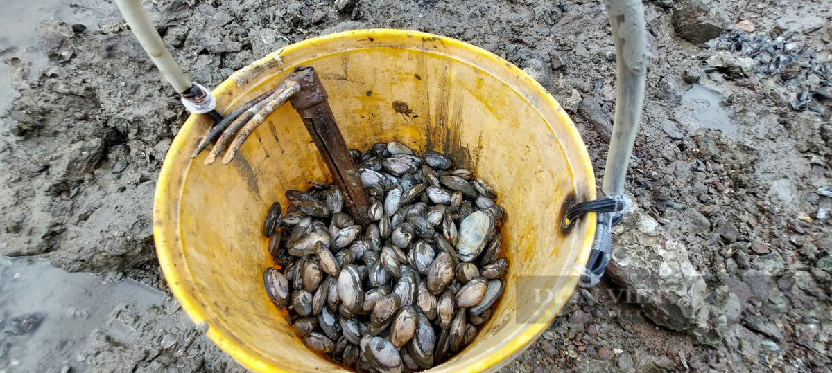 Dụng cụ đào phễnh bằng cuốc chỉa và chiếc xô đựng, để bắt đầu cho cuộc mưu sinh dưới đầm Thị Nại.