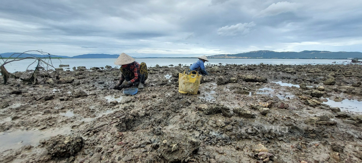 Bà Hoa cầm chiếc cuốc chỉa 3 răng bằng sắt, cặm cụi, tỉ mẩn đào bới, mắt bà "căng" ra để dò tìm những con phễnh nhỏ như ngón tay cái người lớn lẫn trong lớp bùn đen với gạch đá lởm chởm.