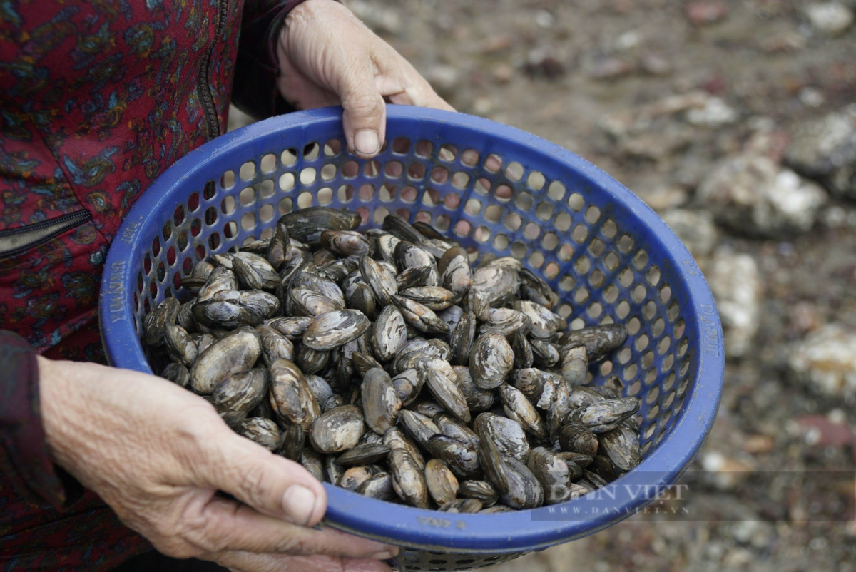 Bà Nguyễn Thị Mười (62 tuổi, ở cùng phường Nhơn Bình) cho hay, bao đời nay, hàng nghìn hộ dân sinh sống ven đầm Thị Nại có cuộc sống khấm khá lên cũng nhờ vào nguồn lợi thủy sản phong phú ở đầm.