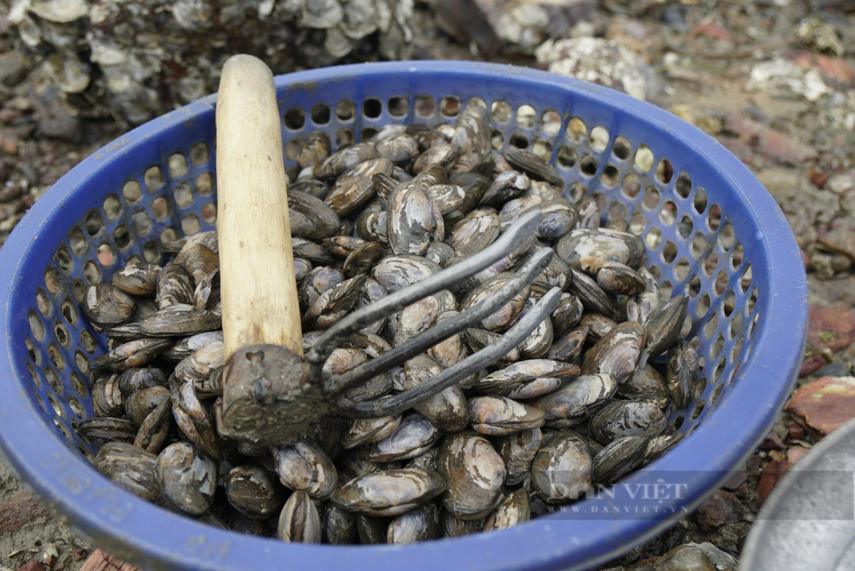 "Ngày kiếm được 100.000 đồng cũng nhọc công lắm, bắt về đến sáng sớm lại đem lên chợ ngồi cạy, tách vỏ lấy thịt riêng để bán", bà Hoa chia sẻ.