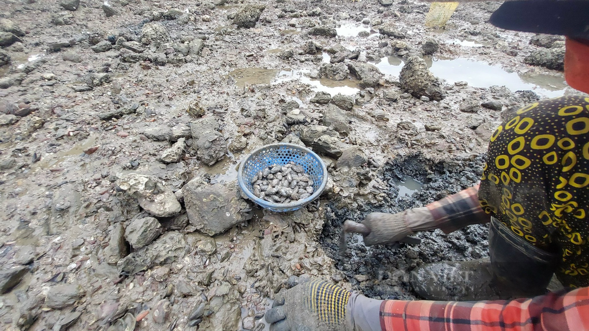 Khi thủy triều xuống, vùng ven đầm Thị Nại lộ bãi bùn sình lầy, đó là thời điểm nhiều người dân đổ xô đi đào phễnh (một loài nhuyễn thể có 2 vỏ giống con nghêu nhưng thịt chắc và ngon).