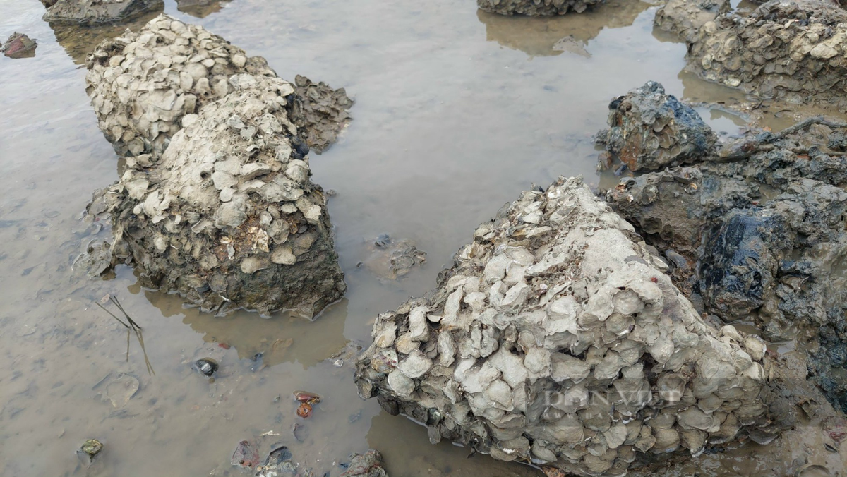 Người địa phương cho biết, tùy vào từng tháng trong năm mà con nước rút xuống ở thời gian khác nhau trong ngày. Bởi vậy, ngư dân vùng ven đầm nắm rõ quy luật này, canh khi nước xuống là tranh thủ ra đầm đào phễnh.