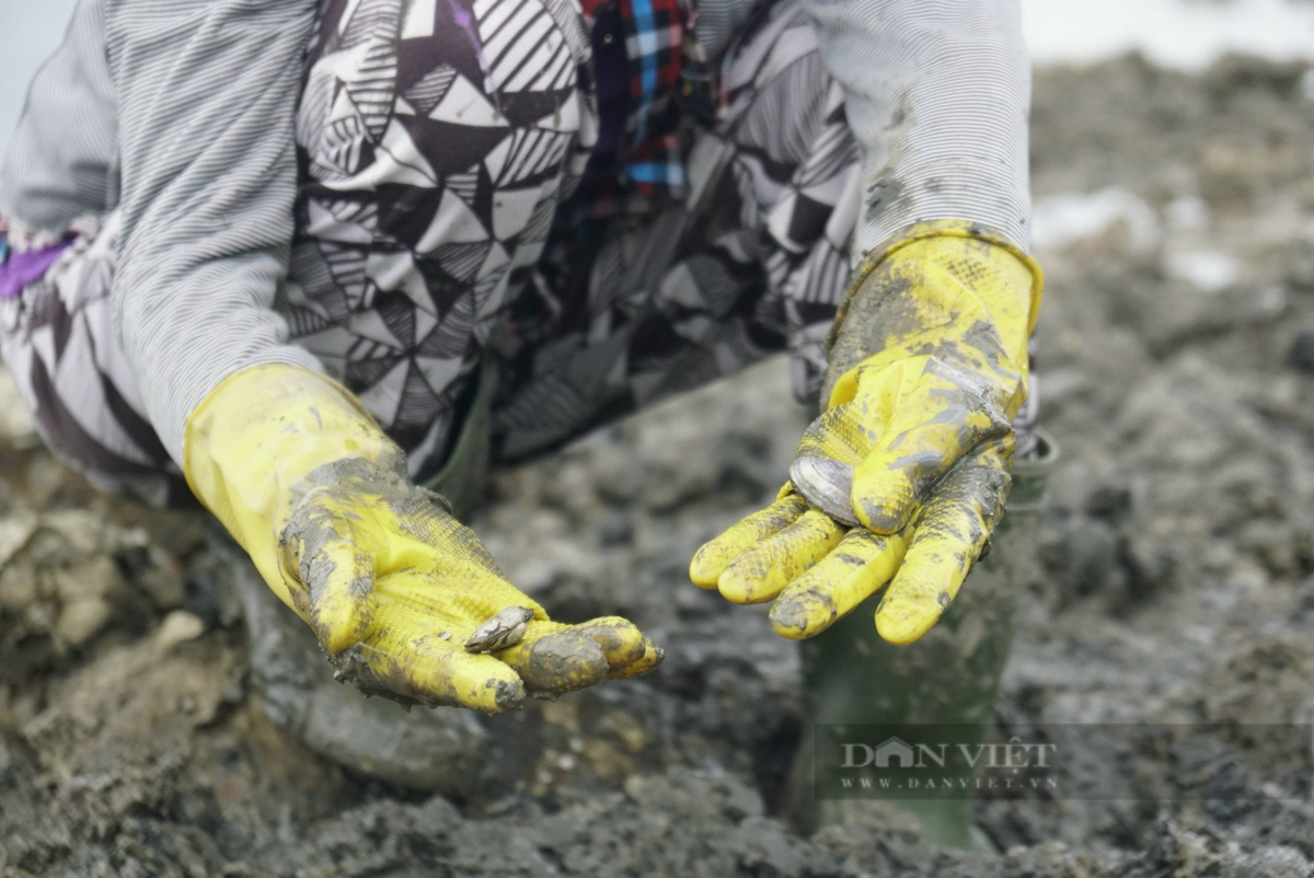 Những người phụ nữ đều trên 50-60 tuổi, người lem luốc bùn sau nhiều giờ chà lết ở ven đầm Thị Nại, đào từng con phễnh nhỏ như ngón tay cái. Công việc vất vả nhưng thu nhập chỉ 100.000-150.000 đồng mỗi ngày.