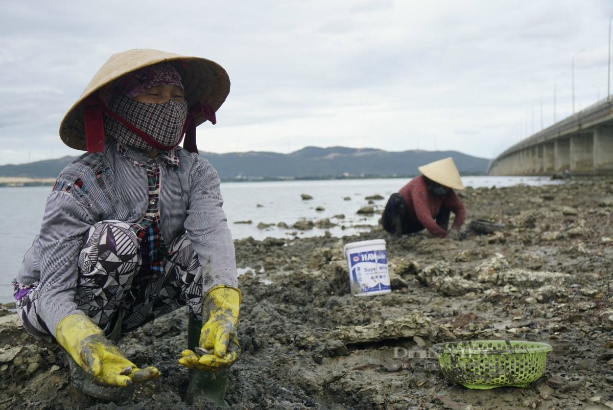 Theo bà Hoa, trước kia đầm Thị Nại chưa bị hút cát, bùn để lấp các dự án khu đô thị, khu dân cư ven đầm, bình quân mỗi buổi người dân bắt được trên 10kg, giờ nhiều lắm khoảng 5kg. Giá bán 25.000-30.000 đồng/kg, mỗi buổi kiếm 100-150.000 không bằng một nửa so với những năm trước.