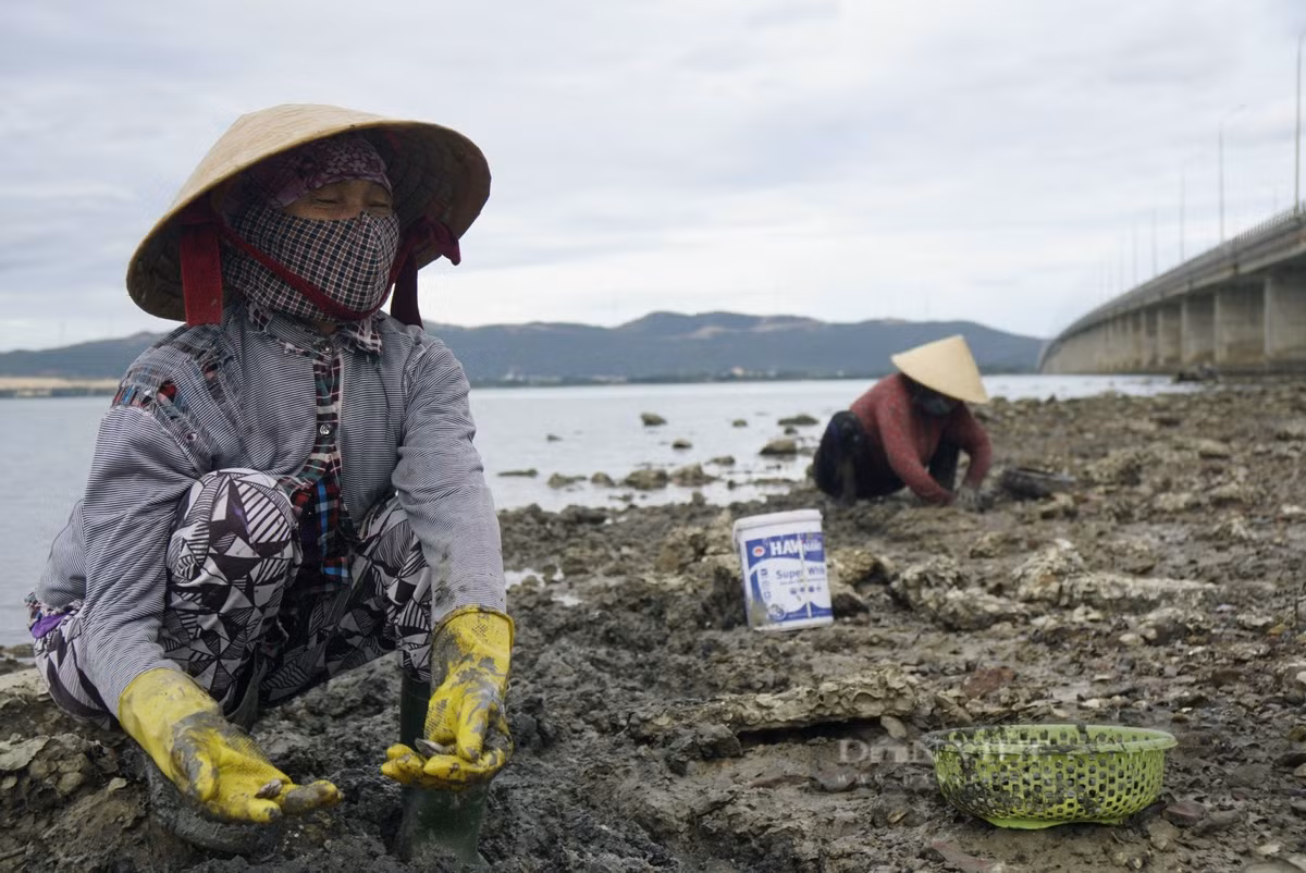 Theo bà Hoa, trước kia đầm Thị Nại chưa bị hút cát, bùn để lấp các dự án khu đô thị, khu dân cư ven đầm, bình quân mỗi buổi người dân bắt được trên 10kg, giờ nhiều lắm khoảng 5kg. Giá bán 25.000-30.000 đồng/kg, mỗi buổi kiếm 100-150.000 không bằng một nửa so với những năm trước.