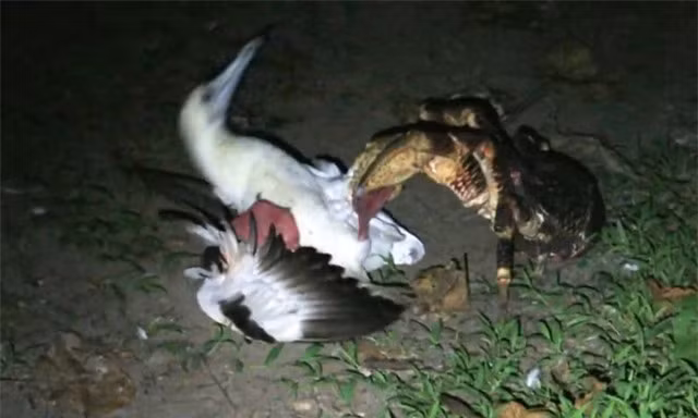 Video: Loài cua biết trèo cây, săn chim chóc như động vật ăn thịt Video: Loai cua biet treo cay, san chim choc nhu dong vat an thit