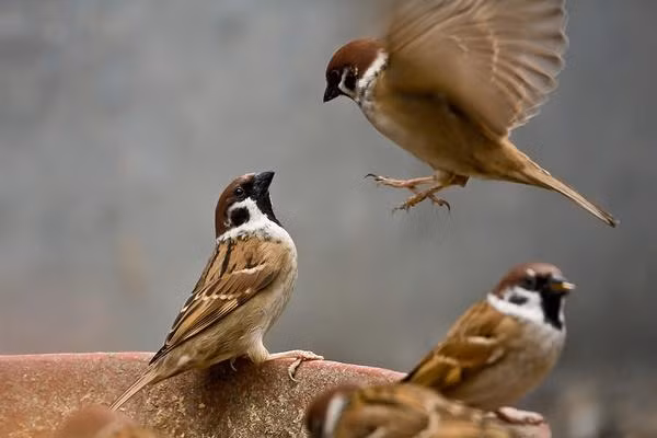 Chu nha can biet 3 tranh va 5 diem phuc khi-Hinh-2