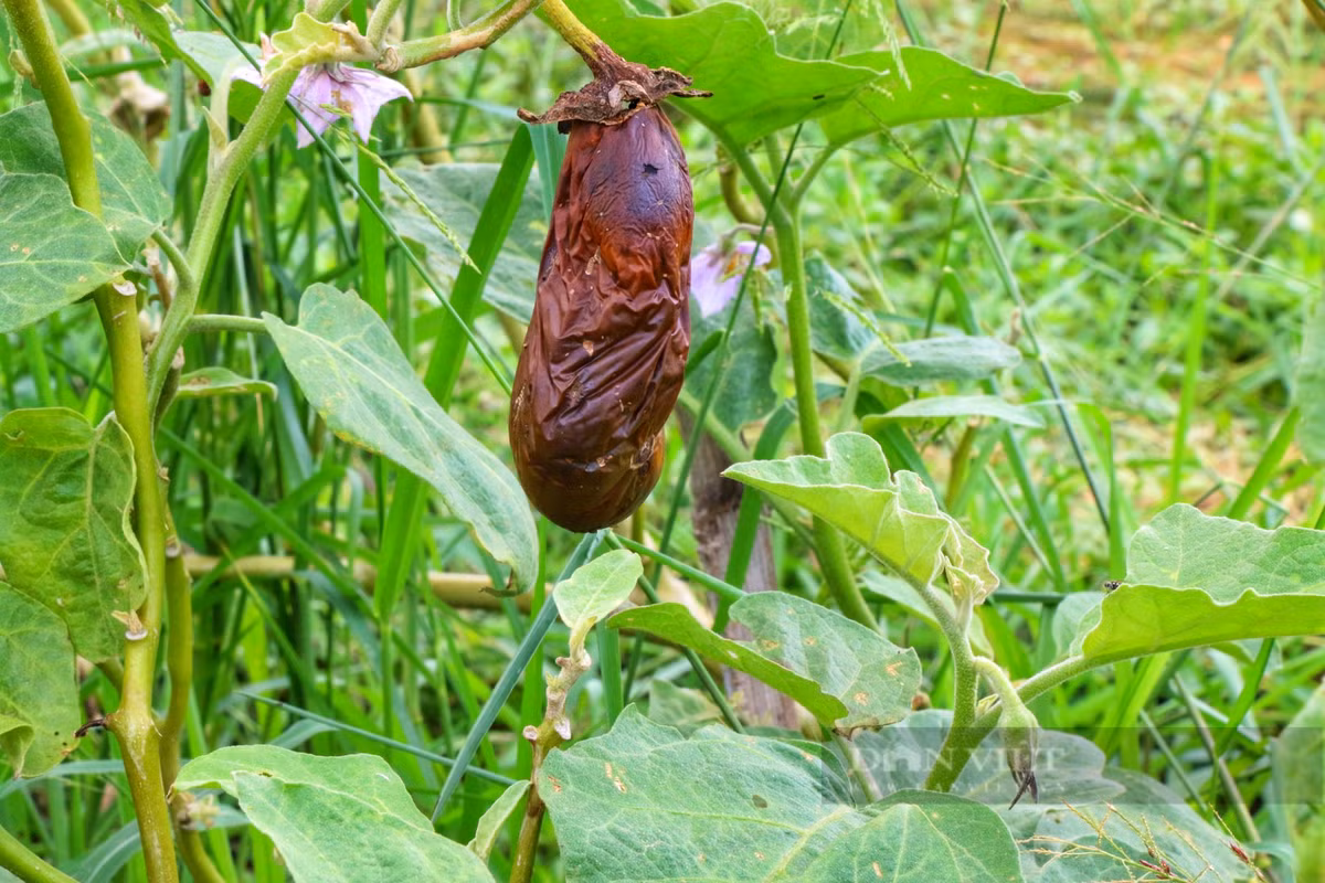 Rau, quả hư hại do bị tưới nước nhiễm mặn, nhiễm phèn.