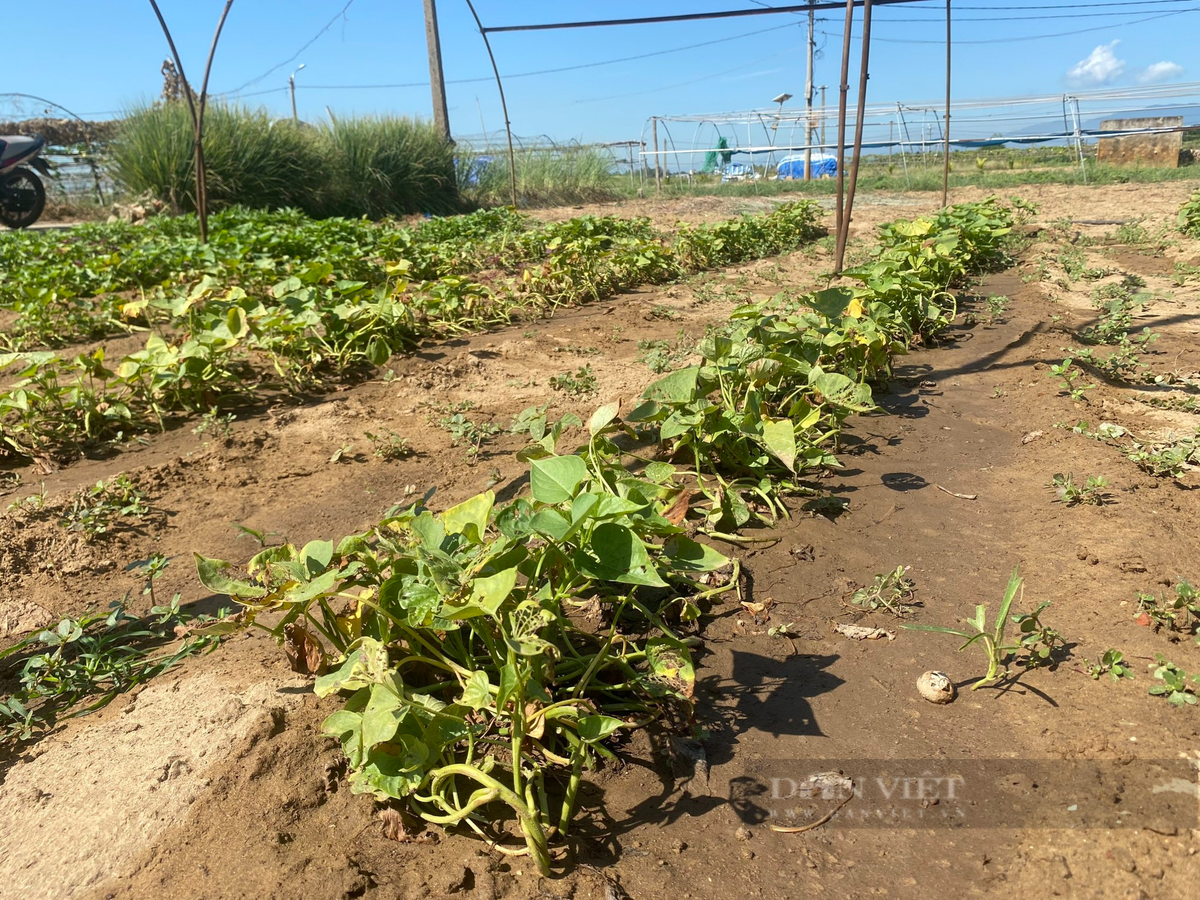 Ghi nhận của PV Dân Việt, vườn rau sạch lớn nhất Đà Nẵng đìu hiu, đa số các hộ dân chỉ trồng cây thu hoạch ngắn ngày, một số hộ dân bỏ hoang đất canh tác.