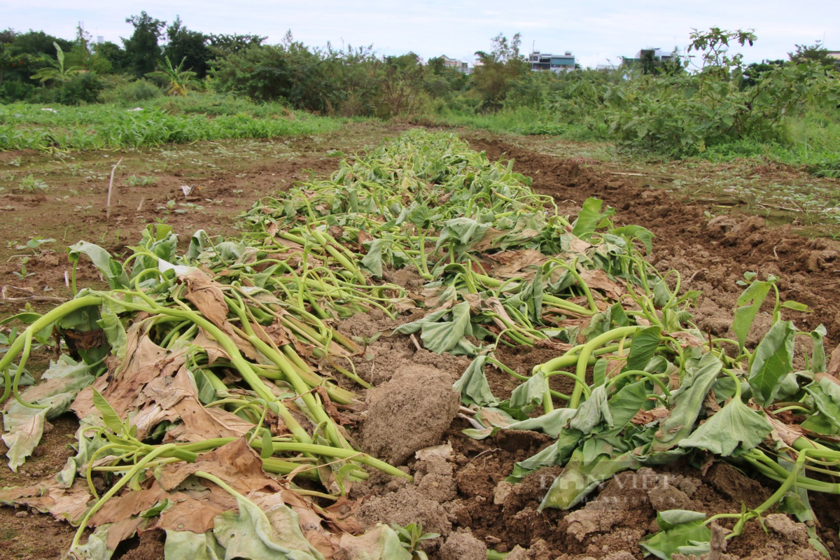 Thiếu nước tưới, người dân đánh liều tưới nước nhiễm mặn lên cây trồng.