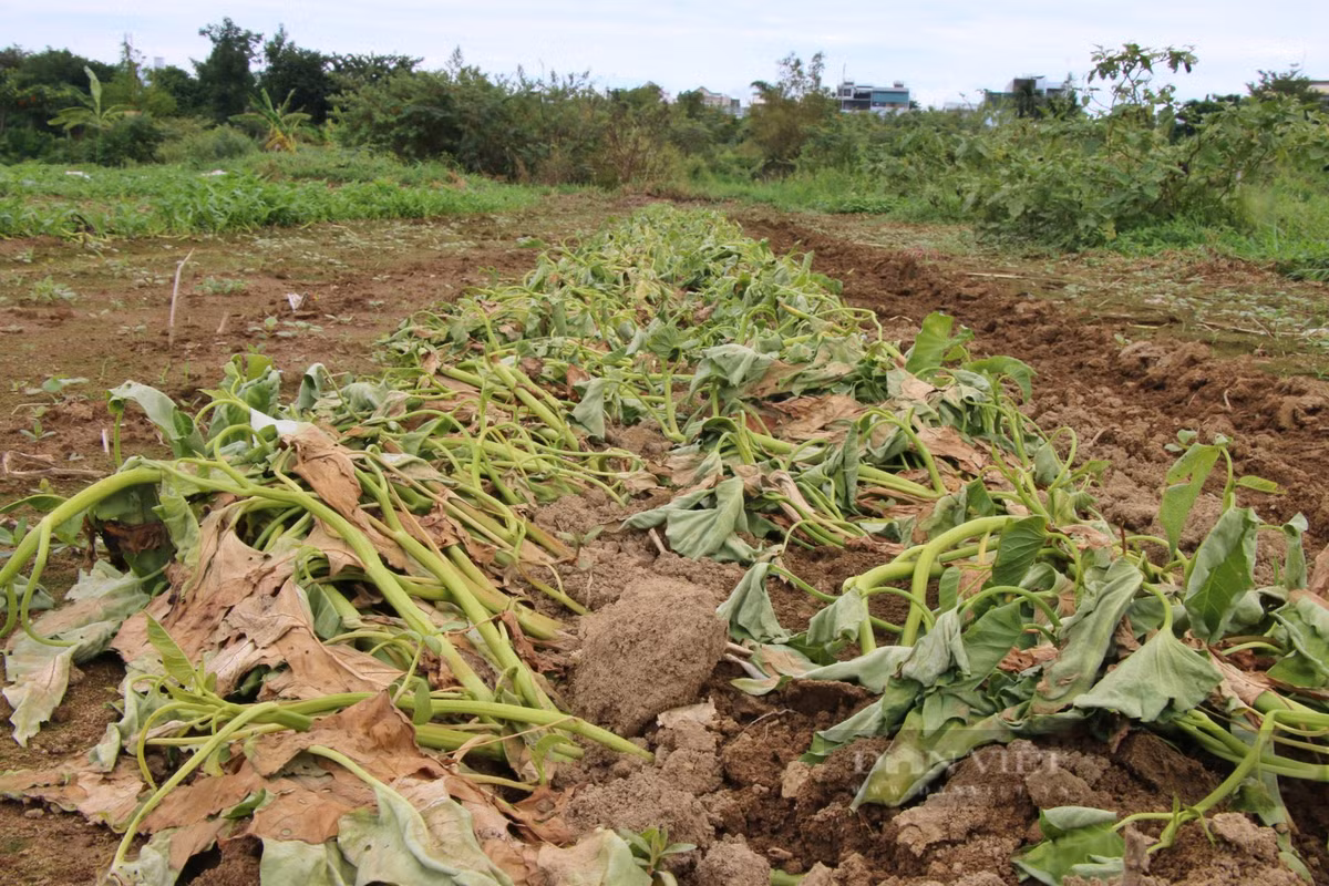 Thiếu nước tưới, người dân đánh liều tưới nước nhiễm mặn lên cây trồng.