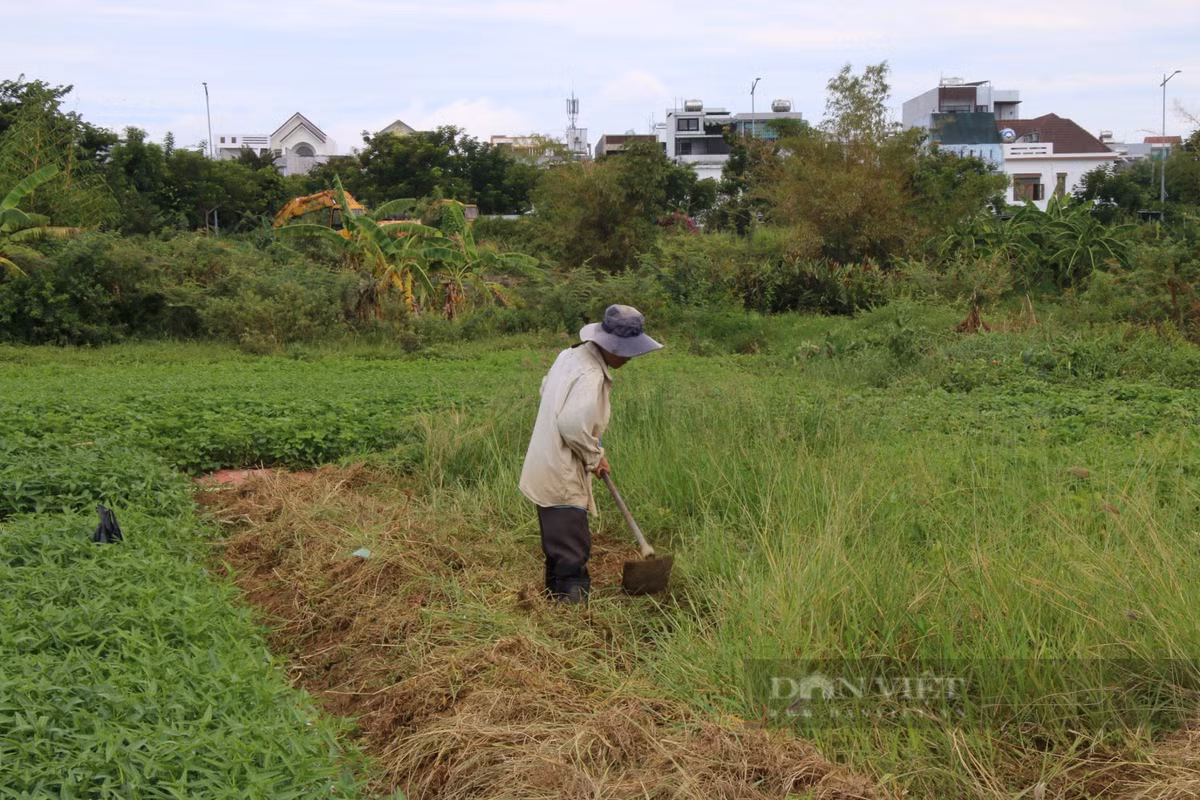 Trao đổi với PV Dân Việt, ông Trần Văn Hoàng (Giám đốc HTX rau La Hường) cho biết, đã đề xuất hỗ trợ người dân có kinh phí mua lưới, bạt nhằm che chắn, hạn chế nắng nóng cho rau trồng.