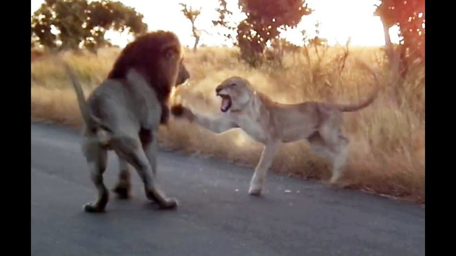 Su tu cai cung biet vung len dau tranh doi 