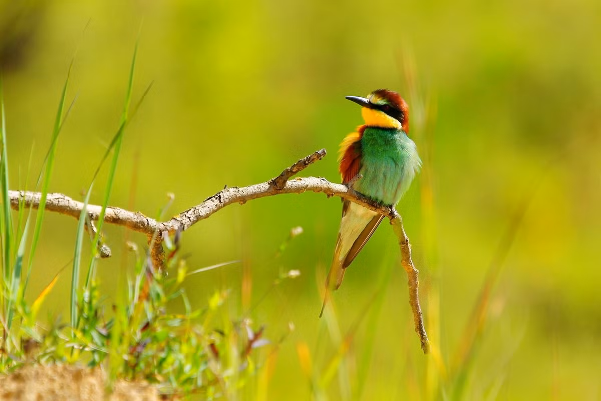 Trong tháng 5 Âm lịch, sự nghiệp của con giáp tuổi Thân sẽ phát triển nhanh hơn. Ảnh minh họa rare-gallery Con giáp tuổi Thân Theo tử vi 12 con giáp năm 2023, người Thân luôn nóng nảy, khó chuyên tâm vào một khía cạnh nào đó. Trong nhiều việc, họ phải suy đi tính lại, thậm chí có những thay đổi thì mới có thể thực hiện được kế hoạch. Con giáp này sớm có một số thay đổi trong cơ cấu kinh doanh của mình. Họ không hài lòng 100% về công việc, tuy nhiên, trong tháng 5 Âm lịch, sự nghiệp của con giáp tuổi Thân sẽ phát triển nhanh hơn. Những người này đủ tự tin để đối mặt với cuộc sống mới, công việc kinh doanh của gia đình cũng mở rộng và đạt nhiều lợi nhuận hơn. Tình trạng khó khăn hiện tại của con giáp này sẽ dễ dàng được giải quyết, khiến cuộc sống của họ thoải mái, hạnh phúc hơn. (Theo Sina) * Thông tin trong bài mang tính tham khảo, chiêm nghiệm.