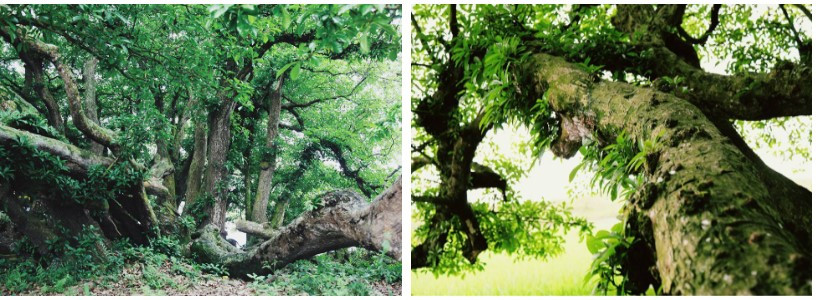 Bí ẩn mộ cổ con gái Vua Hùng nằm giữa gò lộc vừng - Hình 5 Bi an mo co con gai Vua Hung nam giua go loc vung-Hinh-5