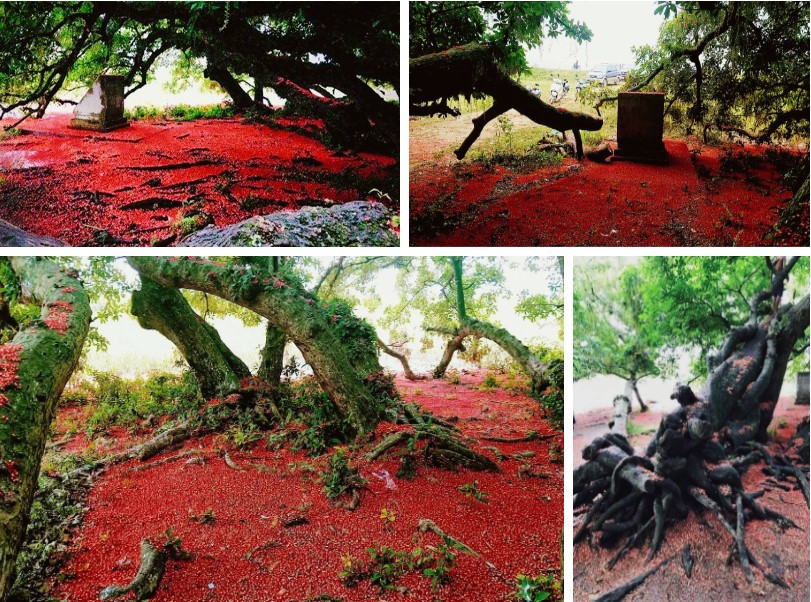 Bí ẩn mộ cổ con gái Vua Hùng nằm giữa gò lộc vừng - Hình 6 Bi an mo co con gai Vua Hung nam giua go loc vung-Hinh-6