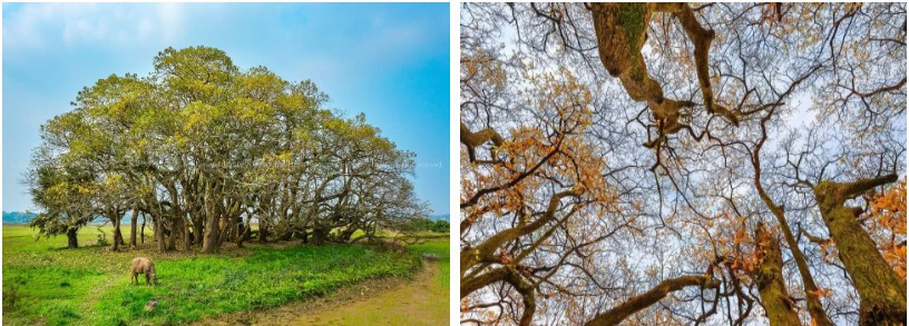 Bí ẩn mộ cổ con gái Vua Hùng nằm giữa gò lộc vừng - Hình 8 Bi an mo co con gai Vua Hung nam giua go loc vung-Hinh-8