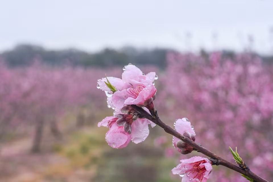 3 con giap nu nang luc vuot troi, vuong phu ich tu