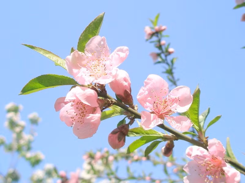 3 con giap nu nang luc vuot troi, vuong phu ich tu-Hinh-2