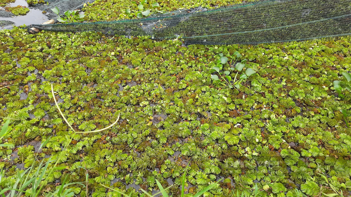 Chang trai Quang Tri “giau” hang tram trieu dong duoi ao dat-Hinh-5