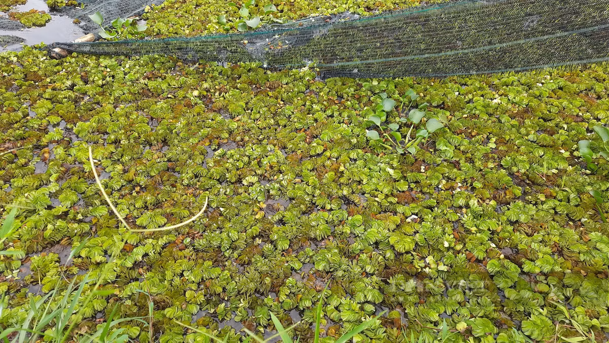 Chang trai Quang Tri “giau” hang tram trieu dong duoi ao dat-Hinh-5