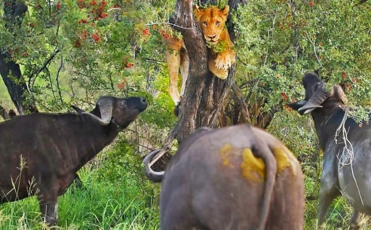 Video: Su tu cung phai 