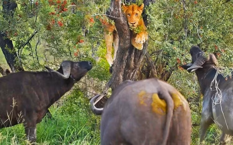 Video: Su tu cung phai 