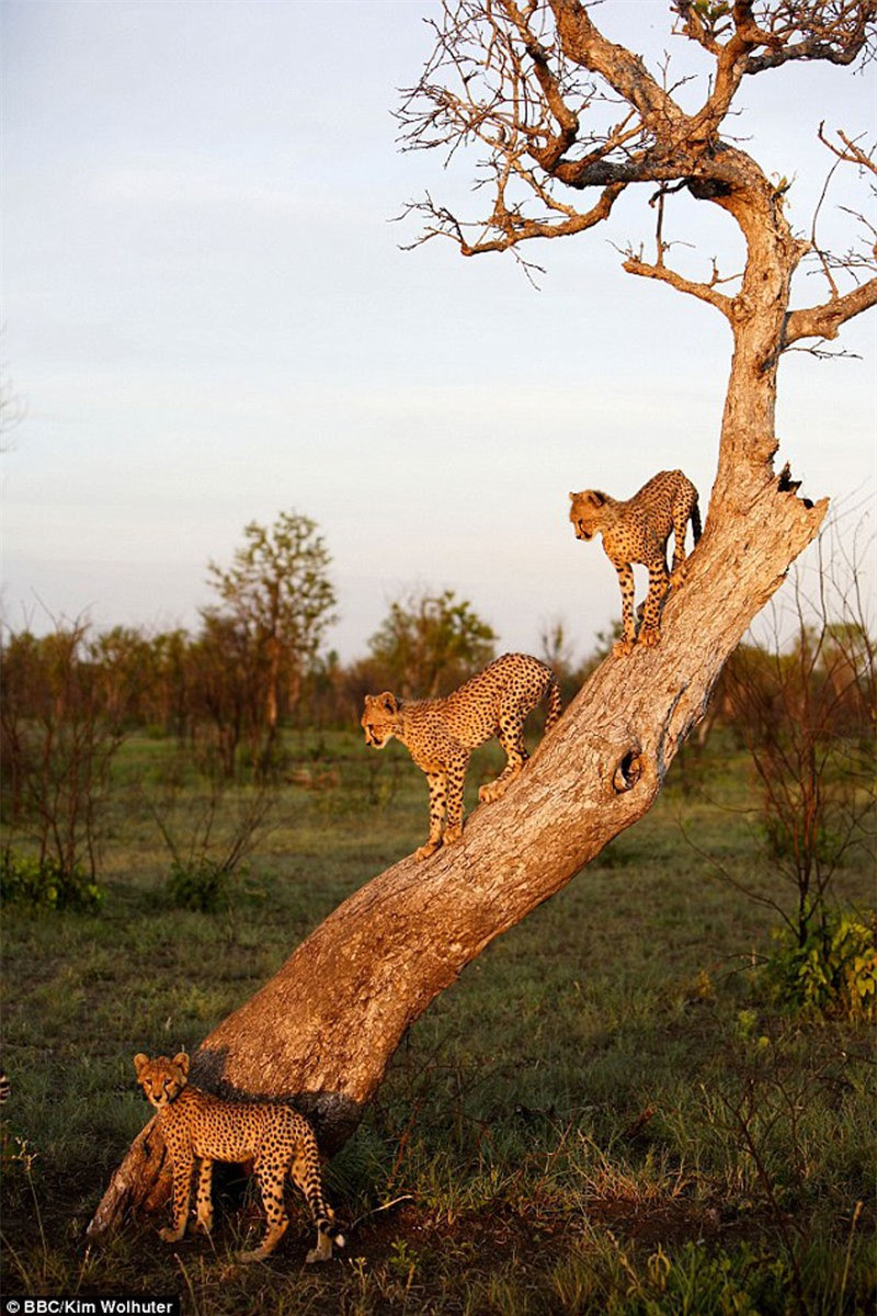 Báo mẹ thản nhiên để nhiếp ảnh gia chụp ảnh trước mặt ảnh 6 Báo mẹ thản nhiên để nhiếp ảnh gia chụp ảnh trước mặt ảnh 6