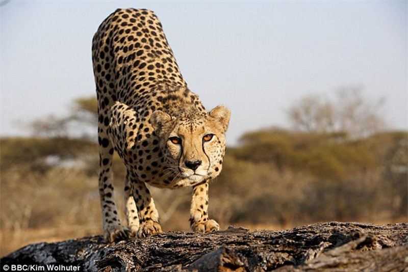 Báo mẹ thản nhiên để nhiếp ảnh gia chụp ảnh trước mặt ảnh 3 Báo mẹ thản nhiên để nhiếp ảnh gia chụp ảnh trước mặt ảnh 3