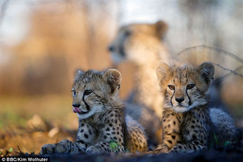 Báo mẹ thản nhiên để nhiếp ảnh gia chụp ảnh trước mặt ảnh 5 Báo mẹ thản nhiên để nhiếp ảnh gia chụp ảnh trước mặt ảnh 5