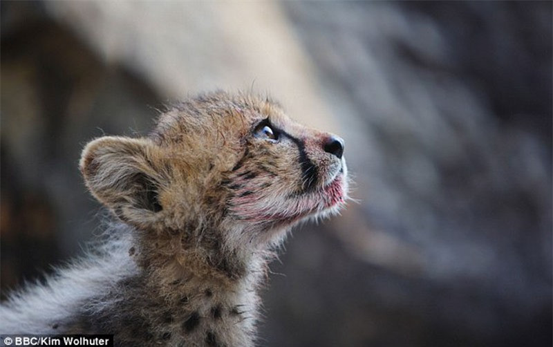 Báo mẹ thản nhiên để nhiếp ảnh gia chụp ảnh trước mặt ảnh 4 Báo mẹ thản nhiên để nhiếp ảnh gia chụp ảnh trước mặt ảnh 4