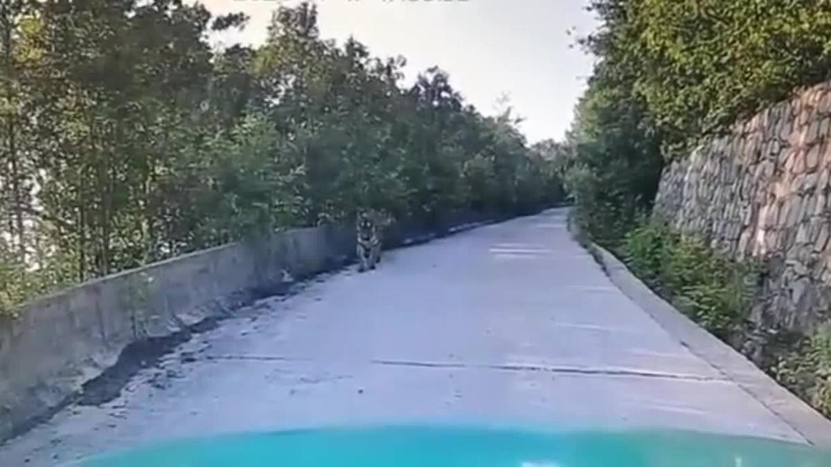 Video: Tài xế taxi bị hổ lao ra đường chặn đầu và cái kết Video: Tai xe taxi bi ho lao ra duong chan dau va cai ket