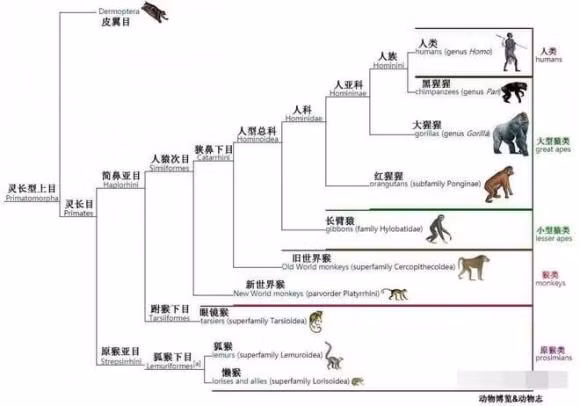 Con nguoi dau tien tren the gioi da ra doi nhu the nao?-Hinh-4