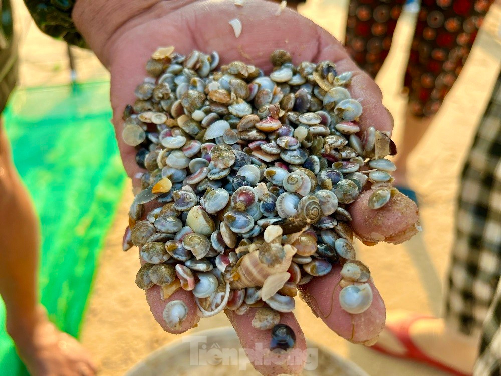 Ra bien bat oc be bang mong tay, ngu dan kiem bon tien moi sang-Hinh-27