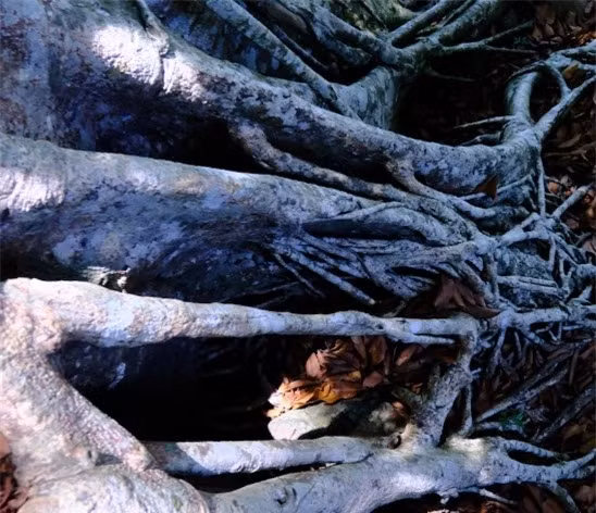 Cay co thu dau tien tai Da Nang duoc cong nhan 