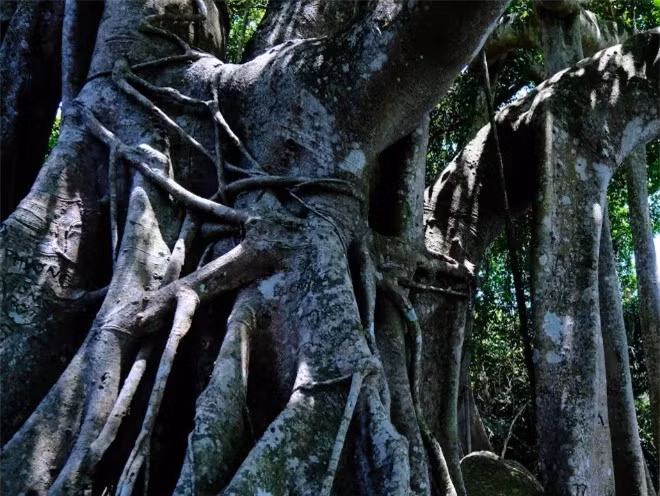 Cay co thu dau tien tai Da Nang duoc cong nhan 