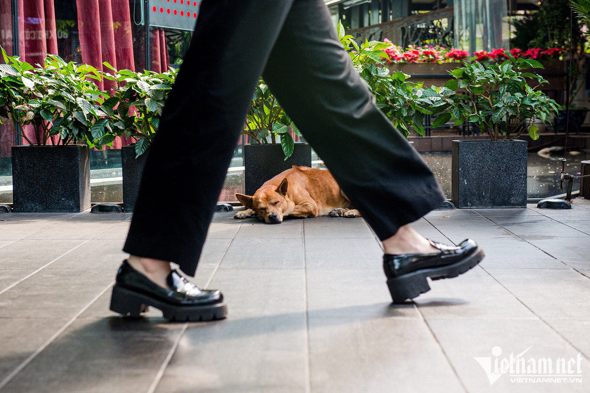 Một chú chó nằm ngủ nhiều giờ ngay tại cửa ra vào trung tâm thương mại.