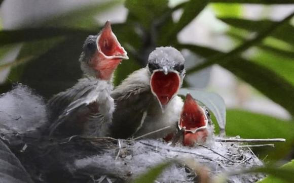 Chim me luon bo doi mot so con khi cho cac chim con an?-Hinh-4