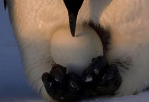 Chim me luon bo doi mot so con khi cho cac chim con an?-Hinh-5