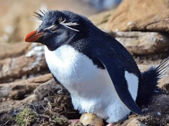 Chim me luon bo doi mot so con khi cho cac chim con an?-Hinh-6