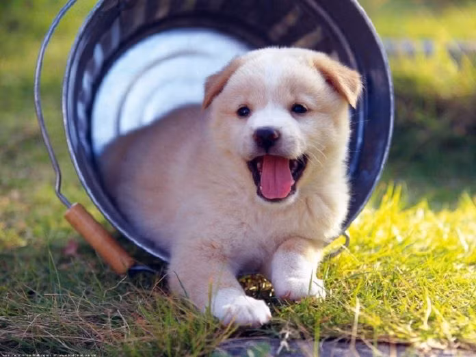 Tuy vậy, tính cách họ khá nóng nảy lại không giỏi ăn nói nên dễ làm mất lòng người khác. Con giáp này phù hợp với những công việc đòi hỏi sự cẩn thận, tỉ mỉ và độc lập.