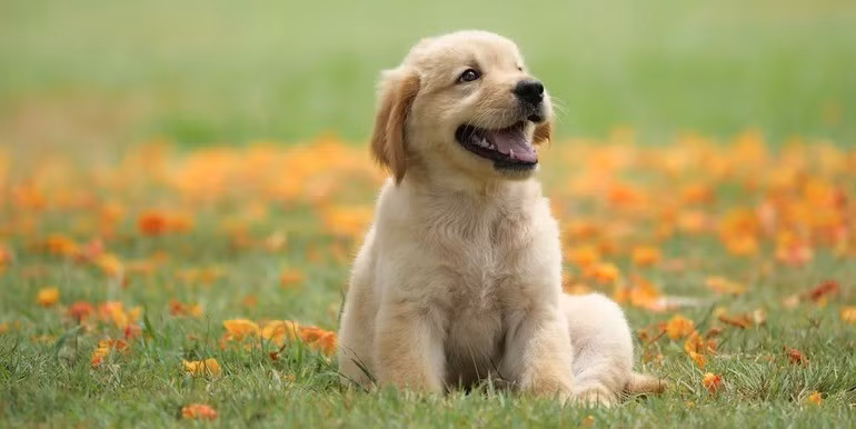 Người tuổi Tuất được Thần Tài chiếm hữu, và sẽ có cơ hội thay đổi diện mạo, vận may sẽ đến thường xuyên. 